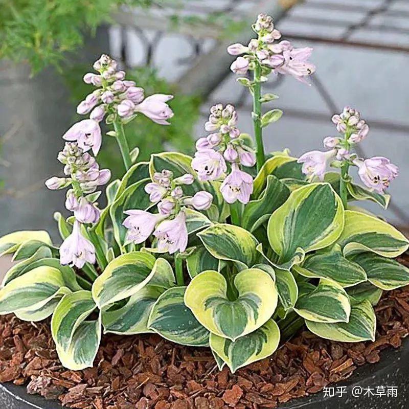 玉簪金边鼠耳,图源:淘宝也有金边和金心的品种.