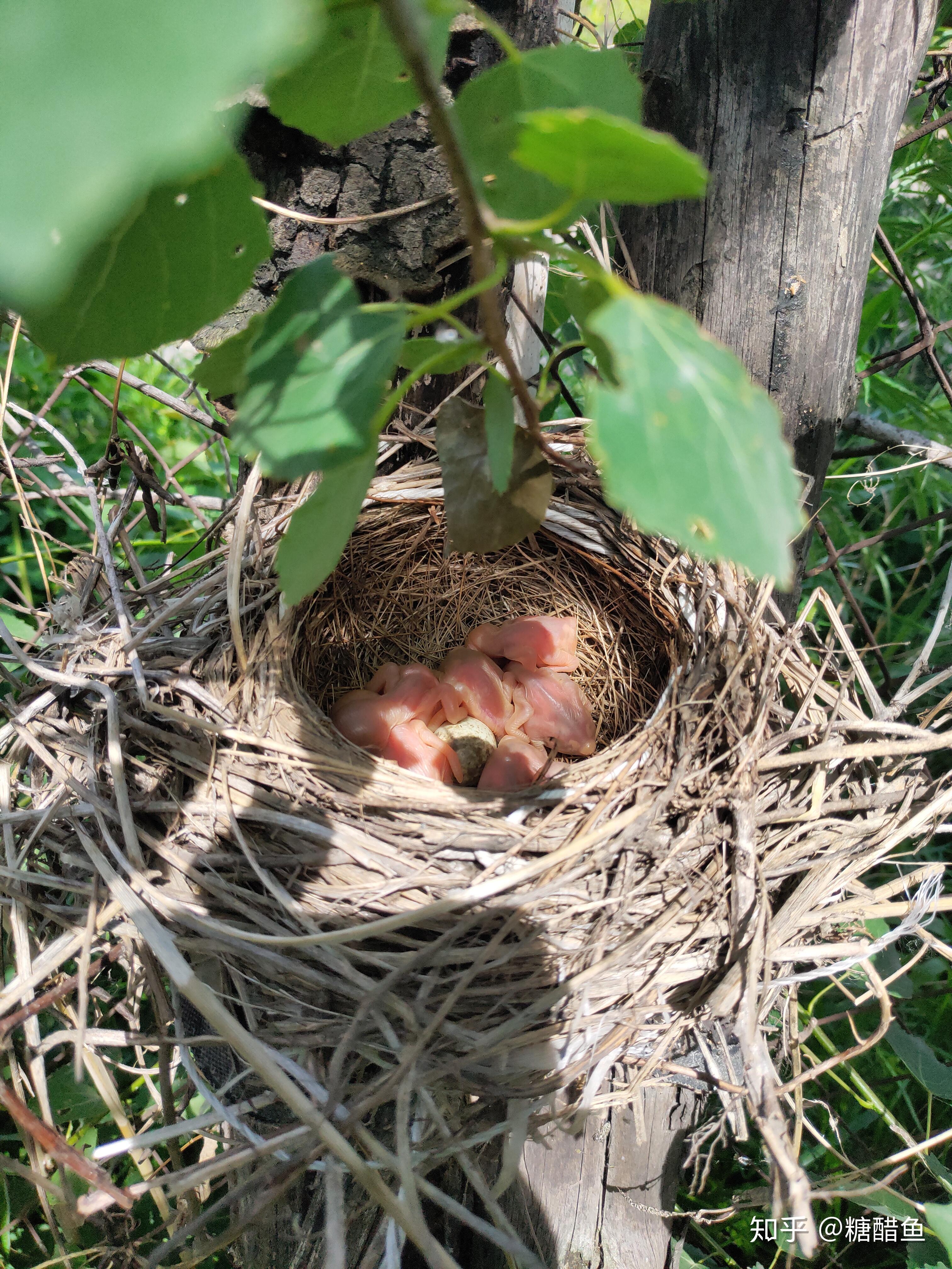 刚破壳的伯劳那几天我没有看望,怕影响到它们,但是还是影响到了它们.