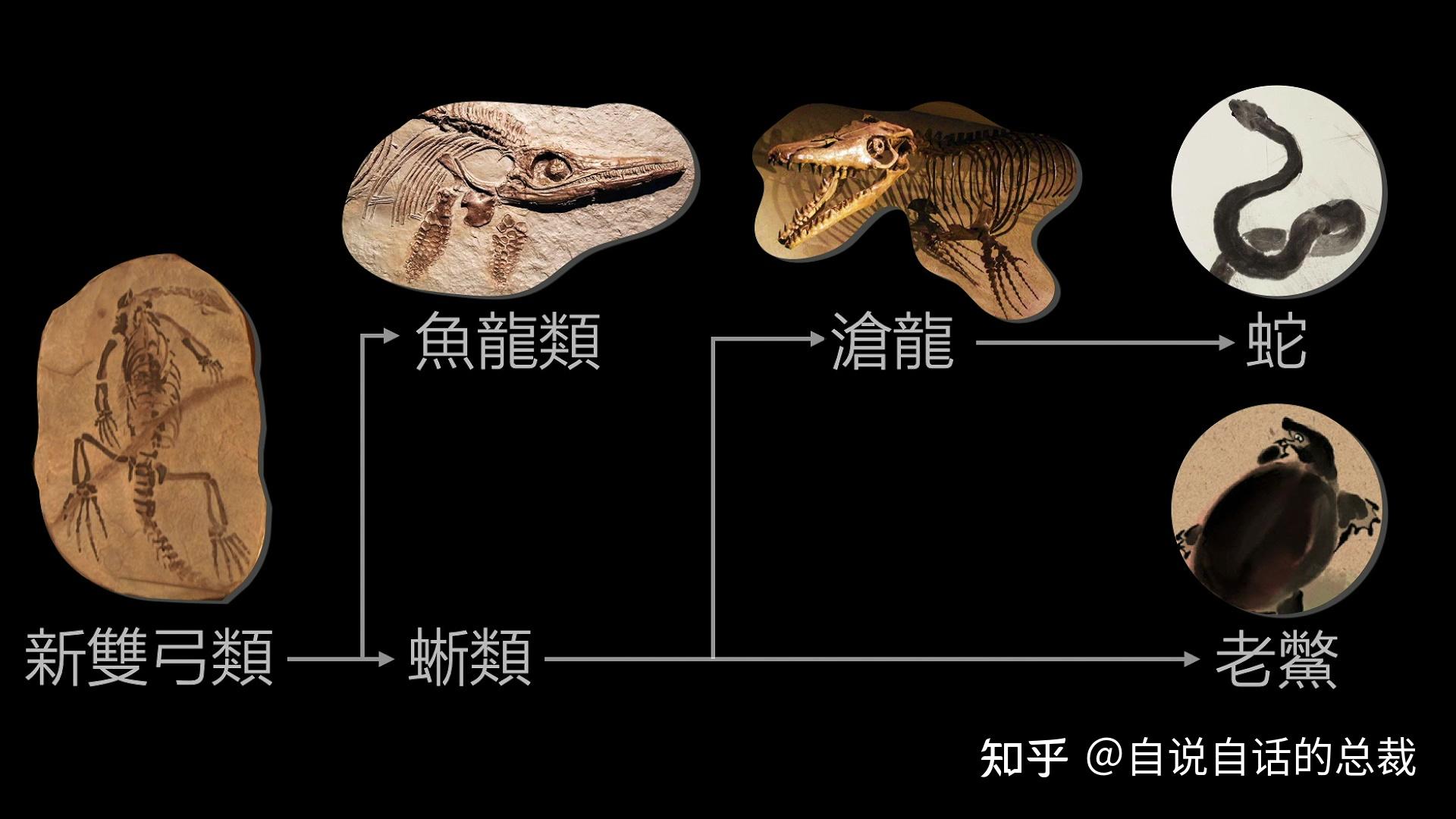 沧龙