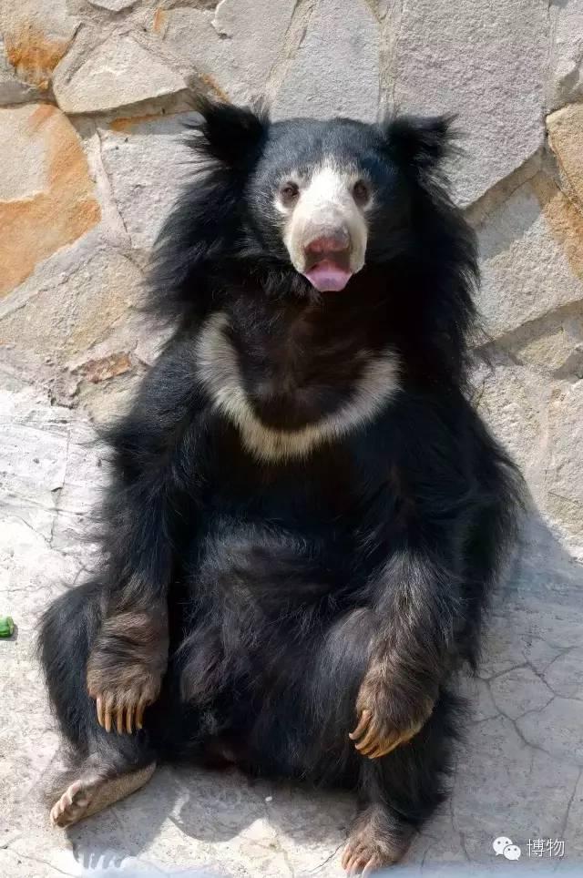 懒熊看起来就是杀马特版的黑熊,欧洲人觉得它们这身乱蓬蓬的毛发像