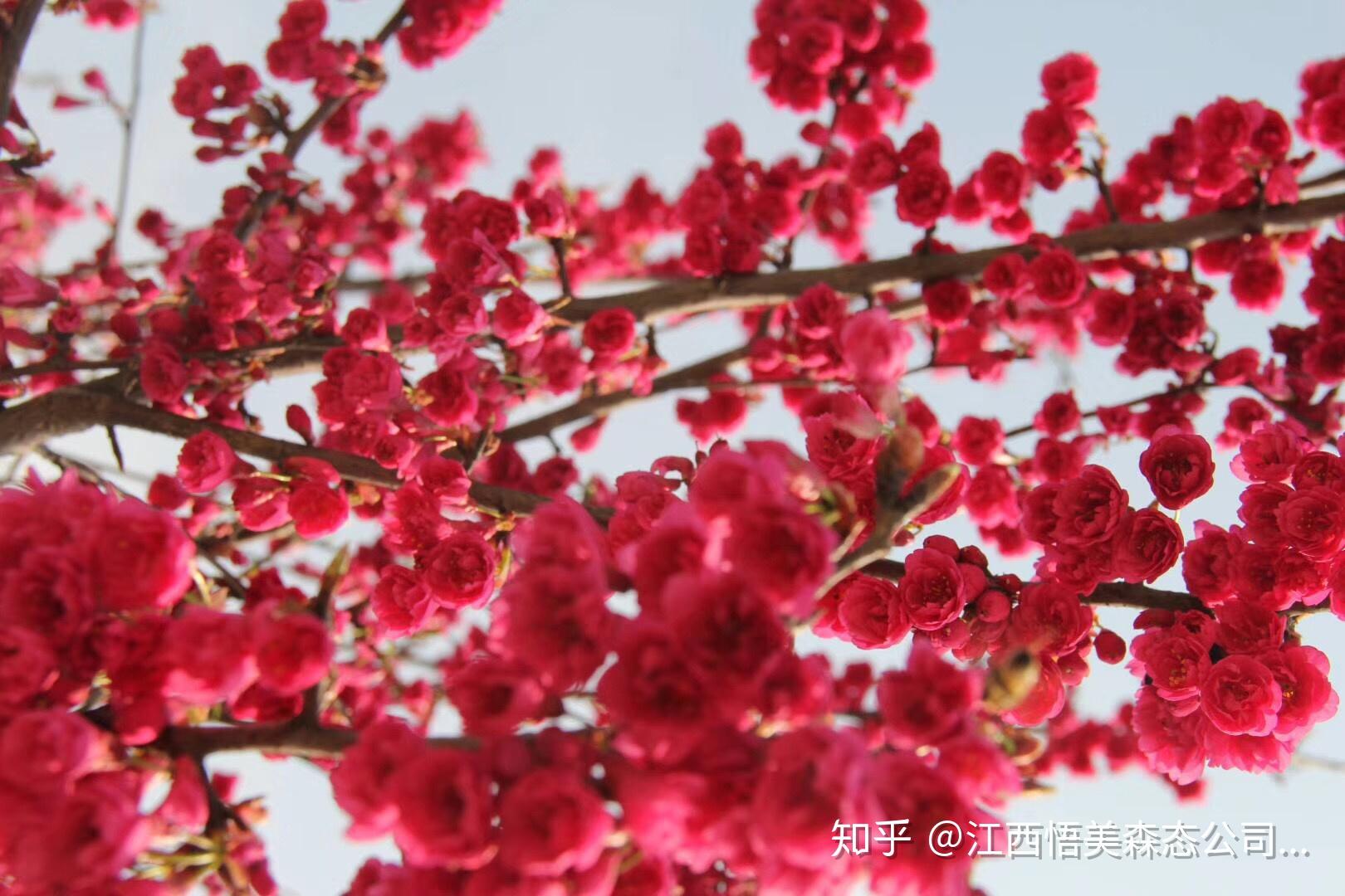 中国红樱花和京红早樱图片