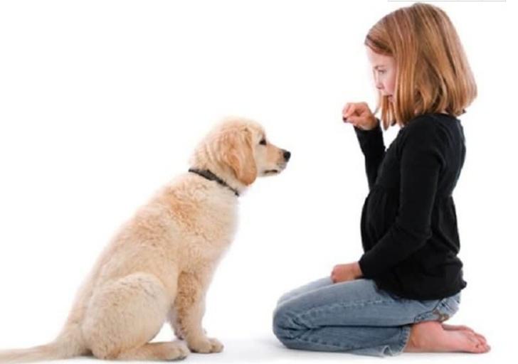 怎样训练狗狗坐下和卧下的方法