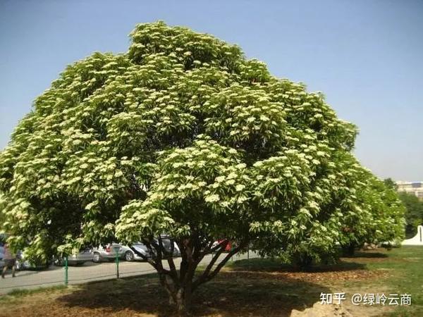 39种《常绿》园林绿化植物汇总! - 知乎