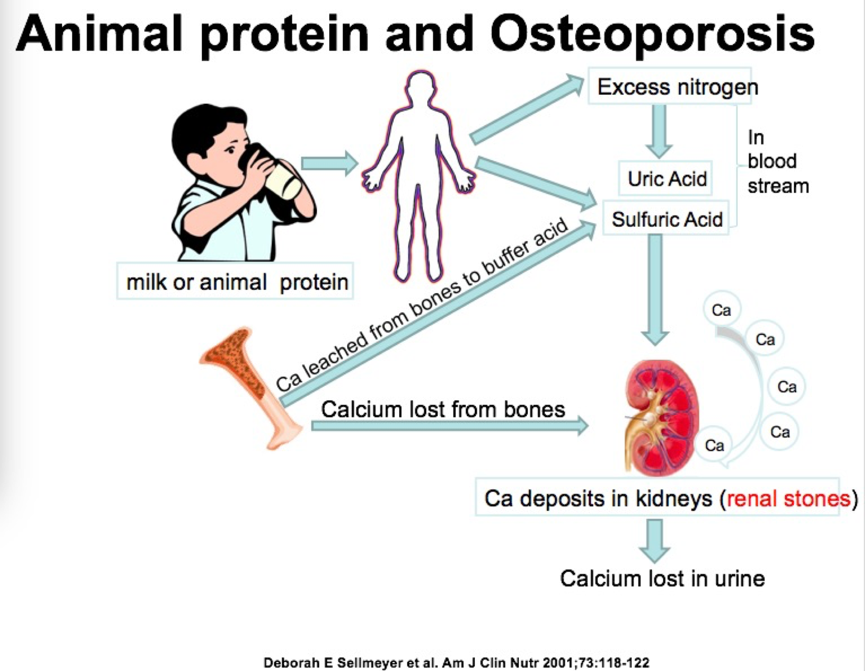 牛奶补钙骨质疏松关于牛奶与钙不能不说的事