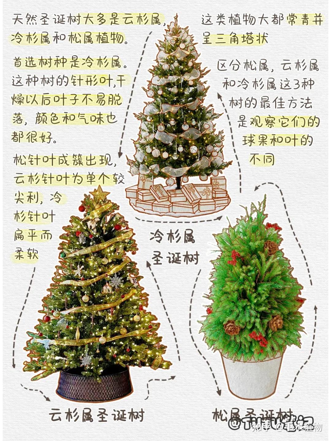 圣诞节里,用的圣诞树是哪些树的种类 - 知乎