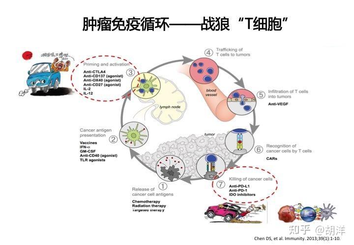 抗癌新藥速遞肺癌雙免疫治療釋放殺瘤戰狼t細胞活性