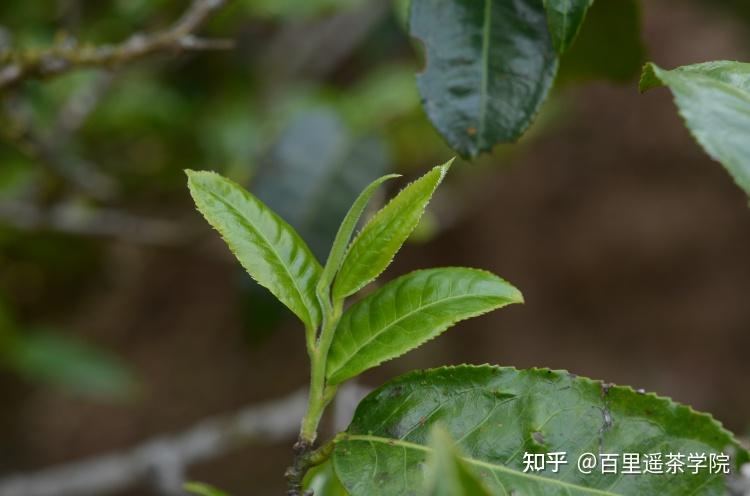 普洱春茶和秋茶的区别在哪里