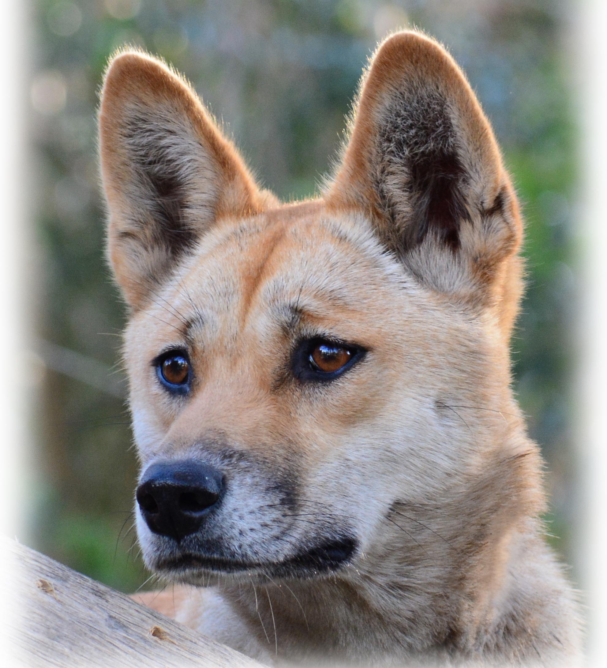 澳洲野狗(dingo)sandy冠军