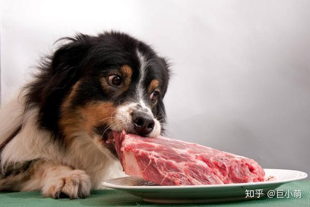 如何给狗狗喂肉更健康 v2-a64b5bfbbe6cff5a5aebc69ba7371c4f_r.jpg