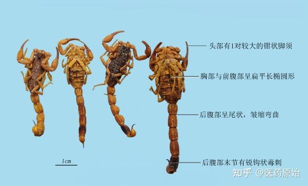 带你识别全蝎