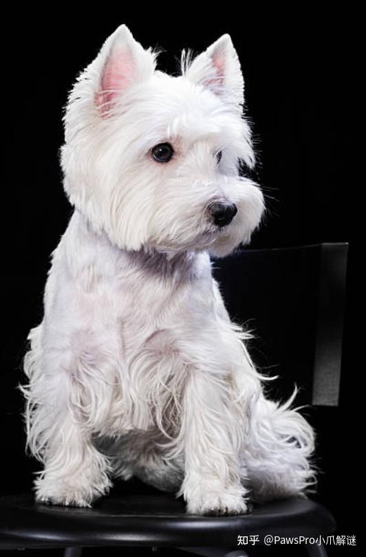 西高地白梗犬的七大优点