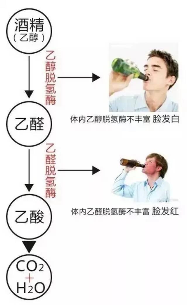 喝酒脸红和喝酒脸白的人身体有个小区别