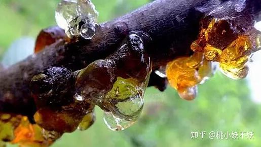 桃胶产地哪里好 知乎