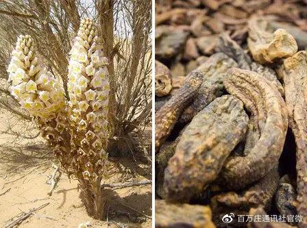 梭梭树有什么用途 v2-a6701c4e3d4c6140a7366c153d3e514f_r.jpg