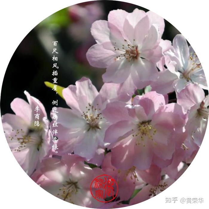古诗词里的中国传统色嫣红 - 知乎