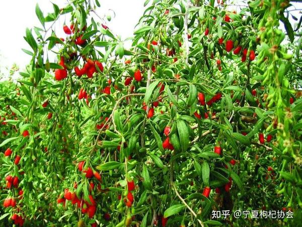 中国枸杞种植及良种业发展报告(6) - 知乎
