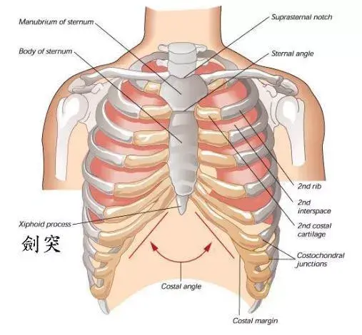 胸口中间是什么图片