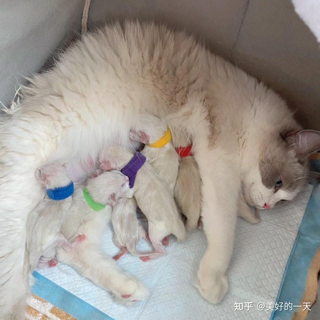 养猫,选“公猫”还是“母猫”好?过来人告诉你,差别很大 - 知乎