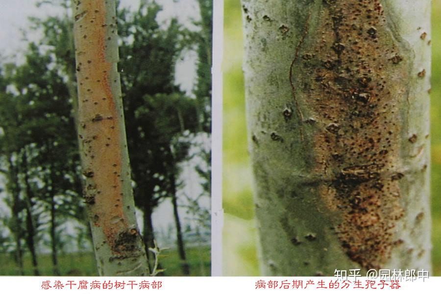春天国槐干腐病进入高发期怎样才能合理有效地进行防治