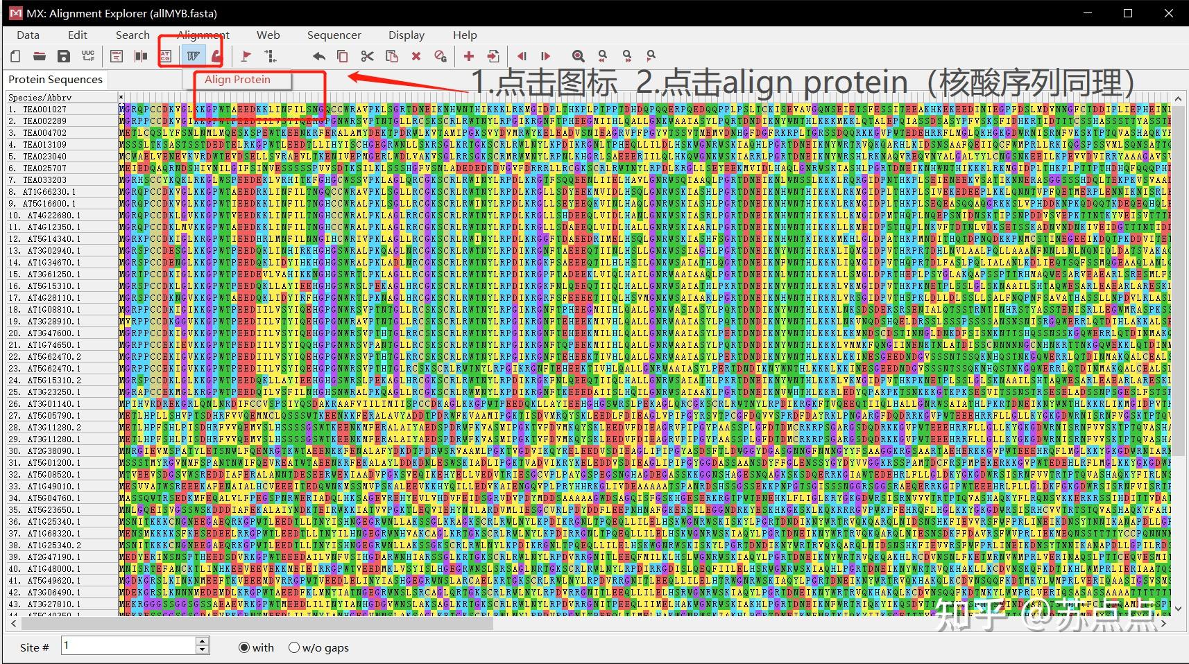 如何使用mega软件进行序列比对计算遗传距离以及构建系统发育树收藏版