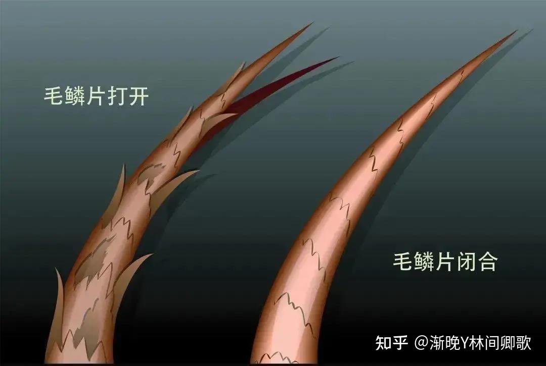 当毛鳞片打开的时候,头发的水分和营养物质就哗哗的流失了,头发就会