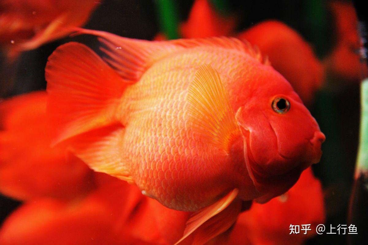 元宝鱼和鹦鹉鱼的区别图片 - 知乎