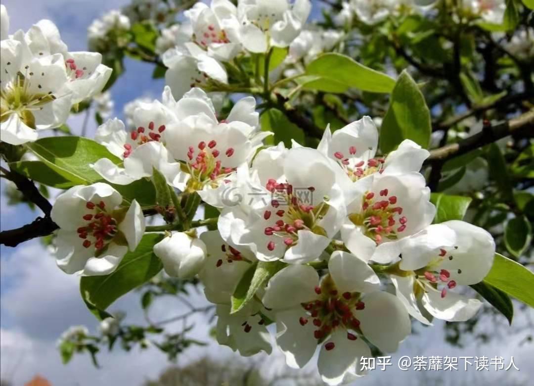 棠梨花盛开的时候(十) - 知乎