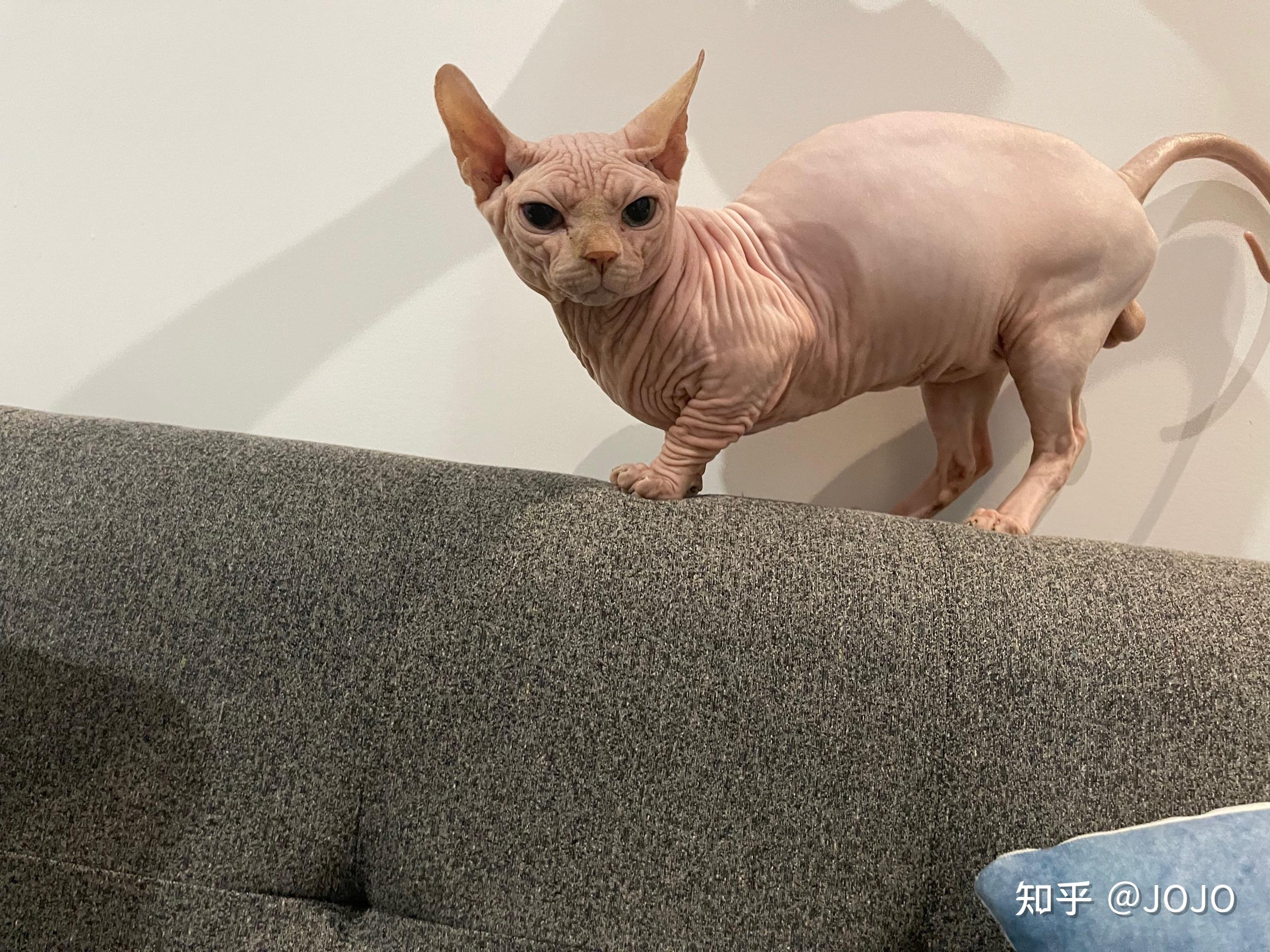 矮脚无毛猫斯芬克斯公猫找母猫配种
