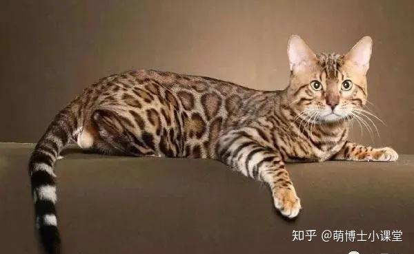 全球十大名猫 - 知乎