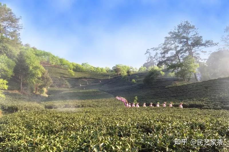 茶树枝条的异质性 - 知乎