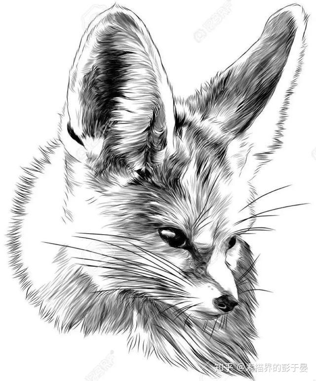 一组素描动物作品欣赏 - 知乎
