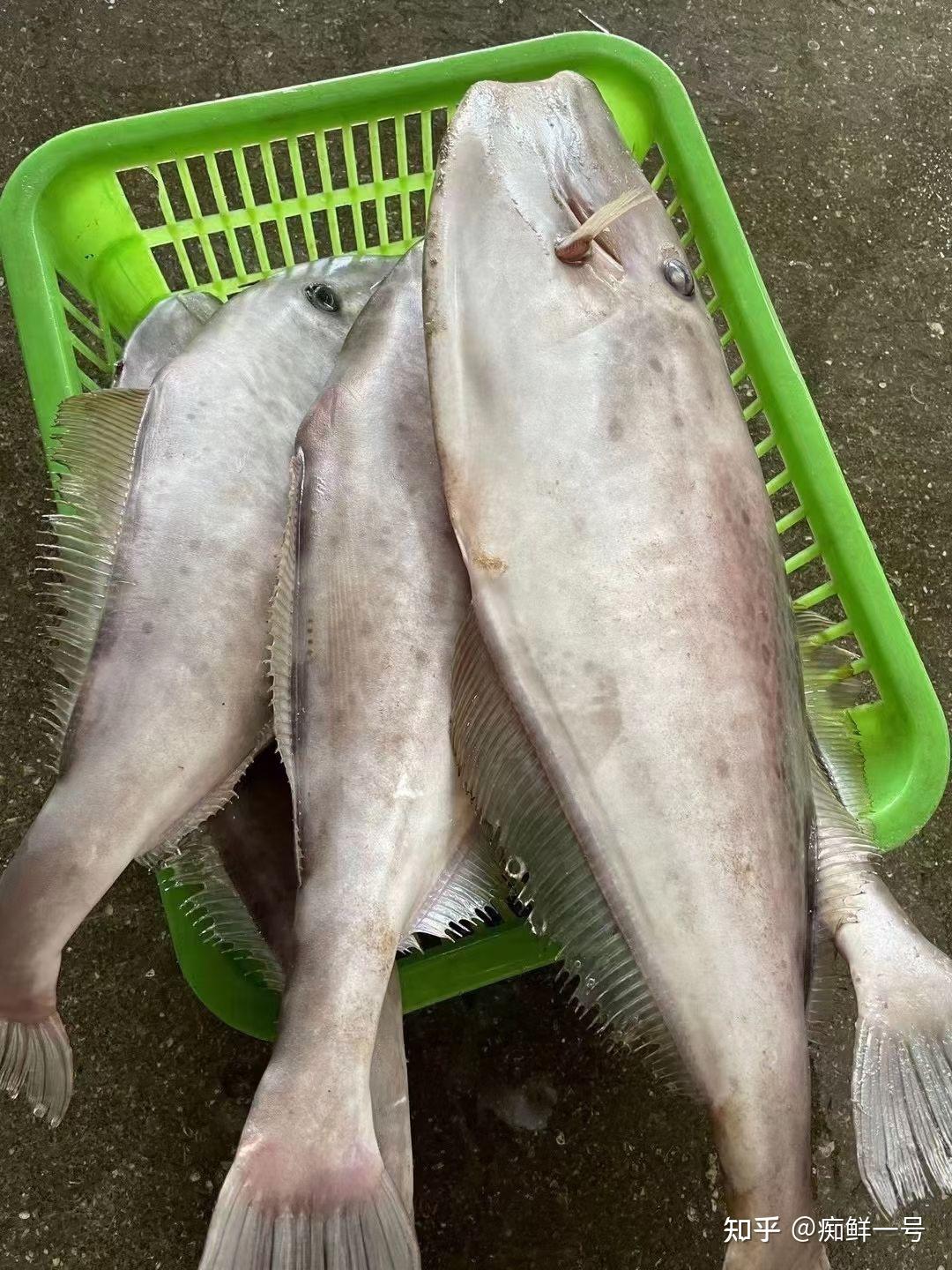 大剥皮鱼纯肉没有刺中间软骨干煎红烧老人小孩都适合东山岛海鲜