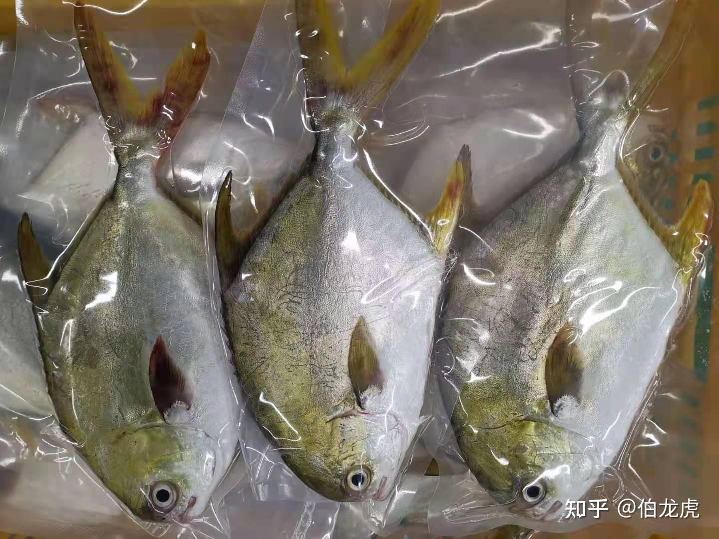 鱼多久能解冻 v2-a6b479cae8903c6aa048a751414a22a7_r.jpg