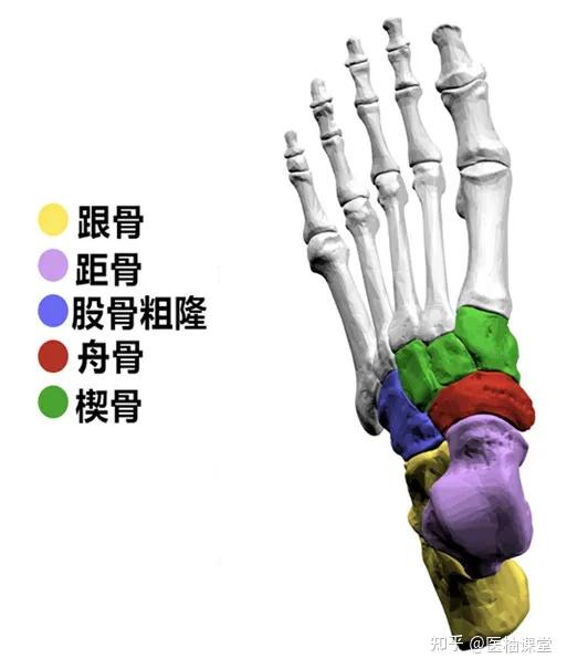 上肢骨+下肢骨高清解剖图谱!临床必备! - 知乎