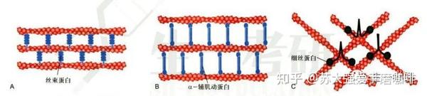 细胞生物学思维导图-细胞骨架（微丝） - 知乎