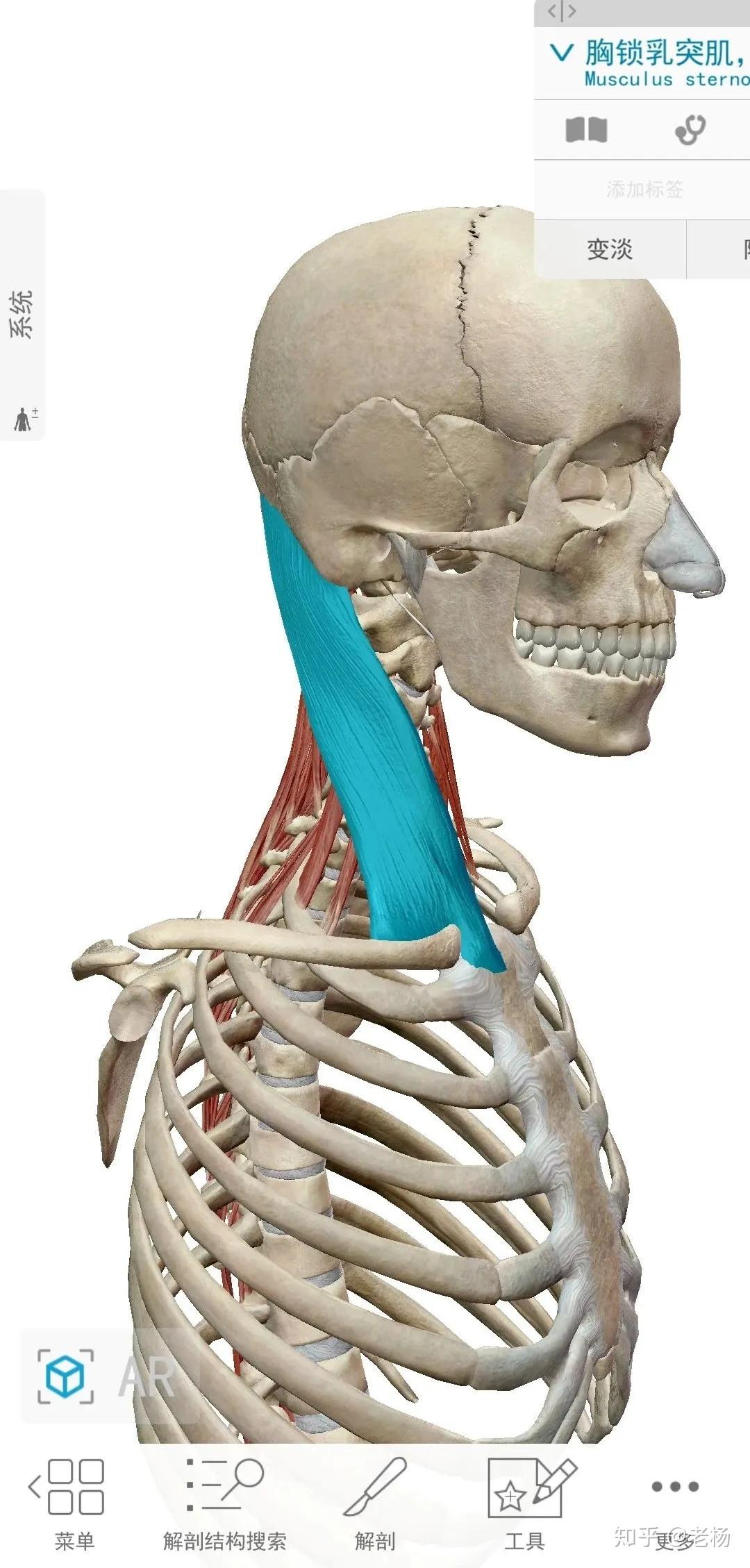 高低肩-锁骨不对称|不对称|锁骨|胸锁乳突肌_新浪网