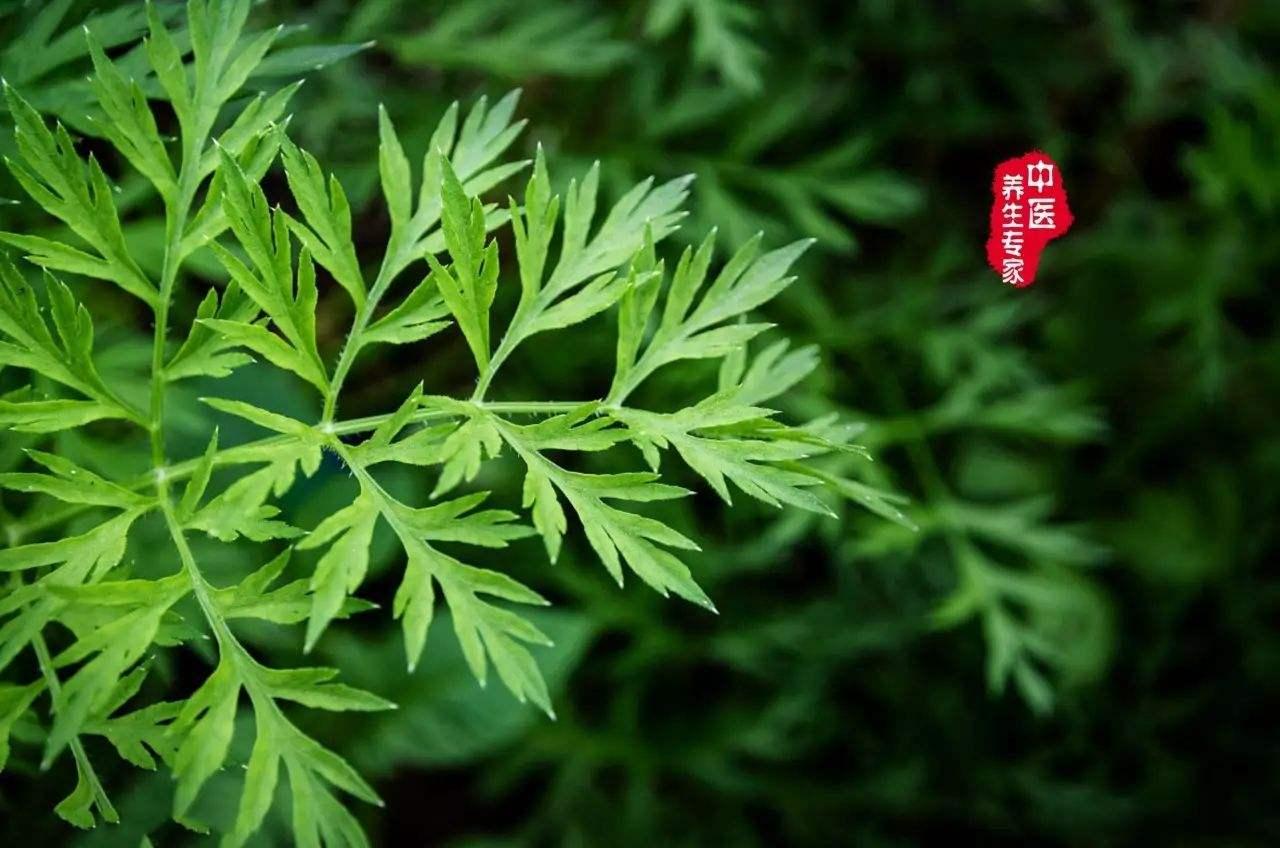 艾草 女性的保护草 温经止血 祛湿驱寒 统统解决 知乎