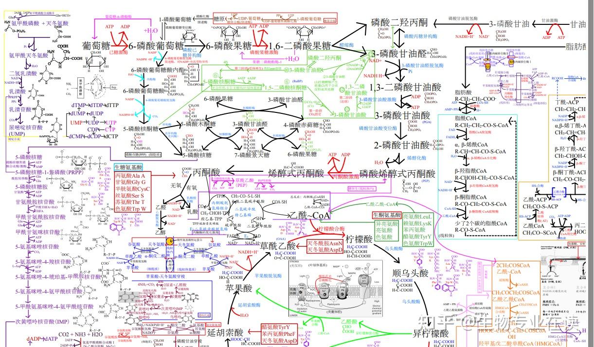 生物化学代谢图 - 知乎