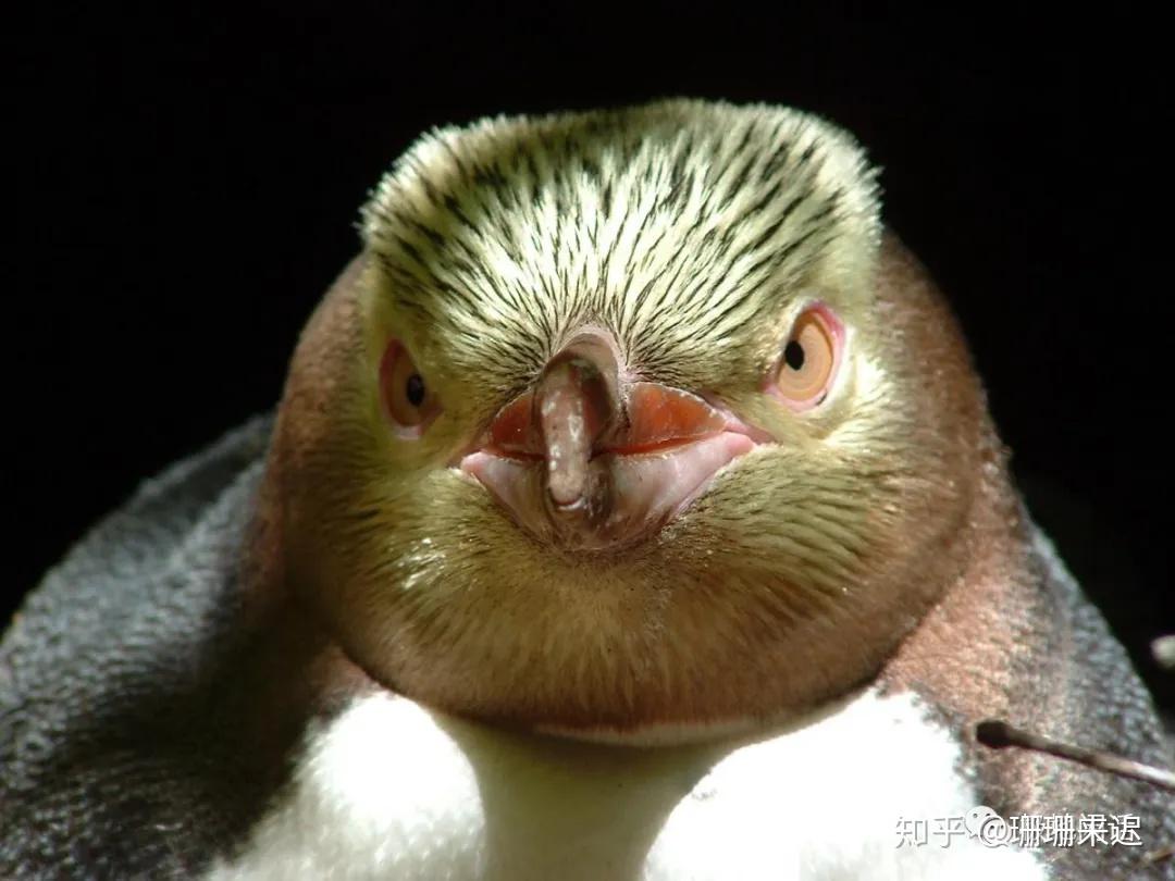 南京“企鹅家族”添新成员！4只巴布亚企鹅落户海底世界_新华报业网