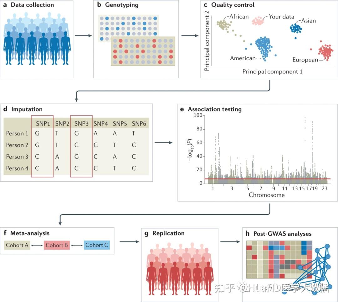 全基因组关联分析（Genome-wide Association Study, GWAS）简介1 - 知乎