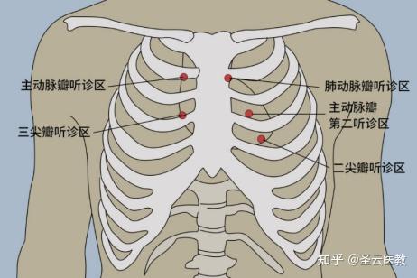 动脉瓣听诊区图片