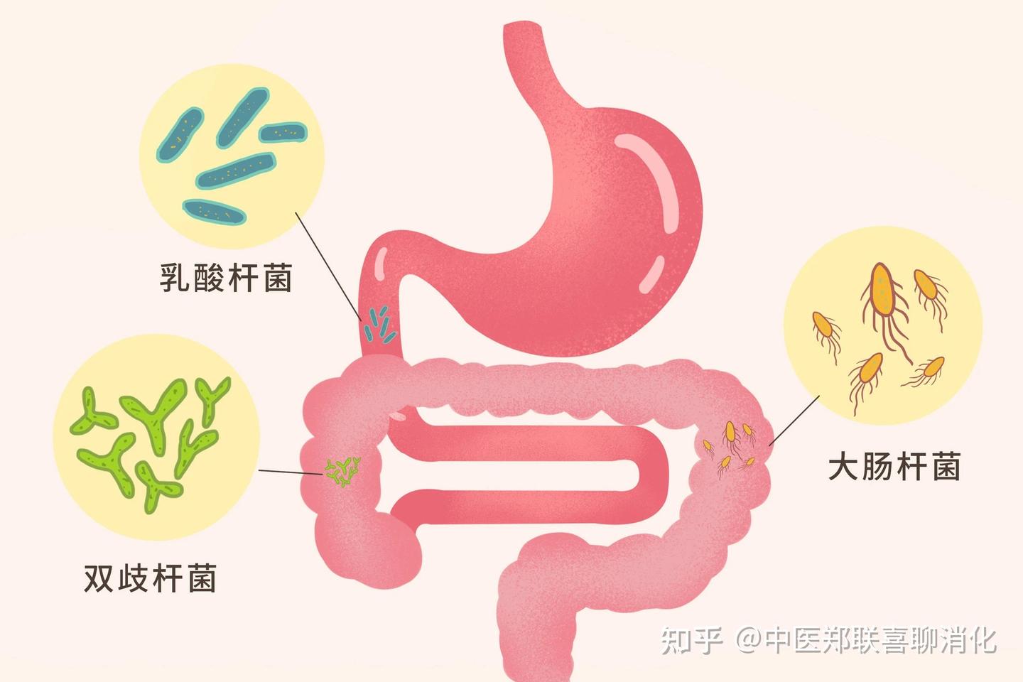 泄泻病是什么?以及它的危害 - 知乎