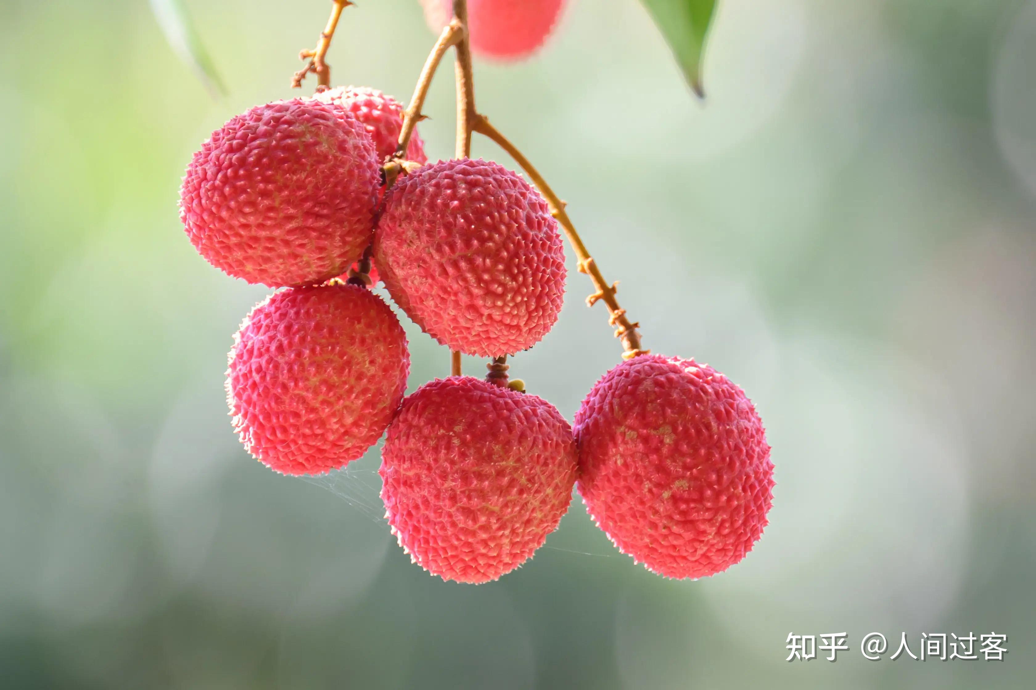 又到了吃荔枝的季节,荔枝都有哪些种类?哪种口味最好吃?常见荔枝品种有哪些特点?不同品种的荔枝有什么差异?如何预防吃荔枝上火?荔枝不宜与哪些食物 ...