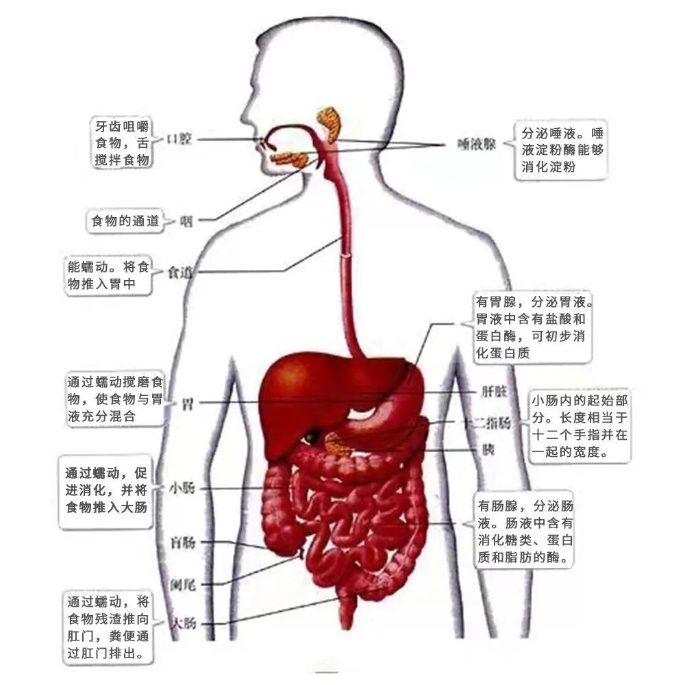 蛋白质等营养物质分解成更小的单位,以便肠壁吸收经血液转运进入循环