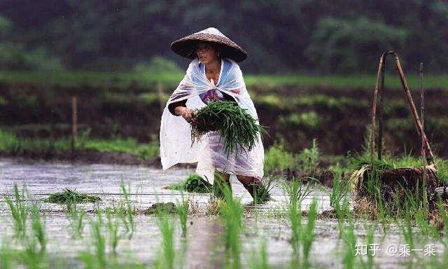 那个挑着粪桶的背影是她最高光的人生
