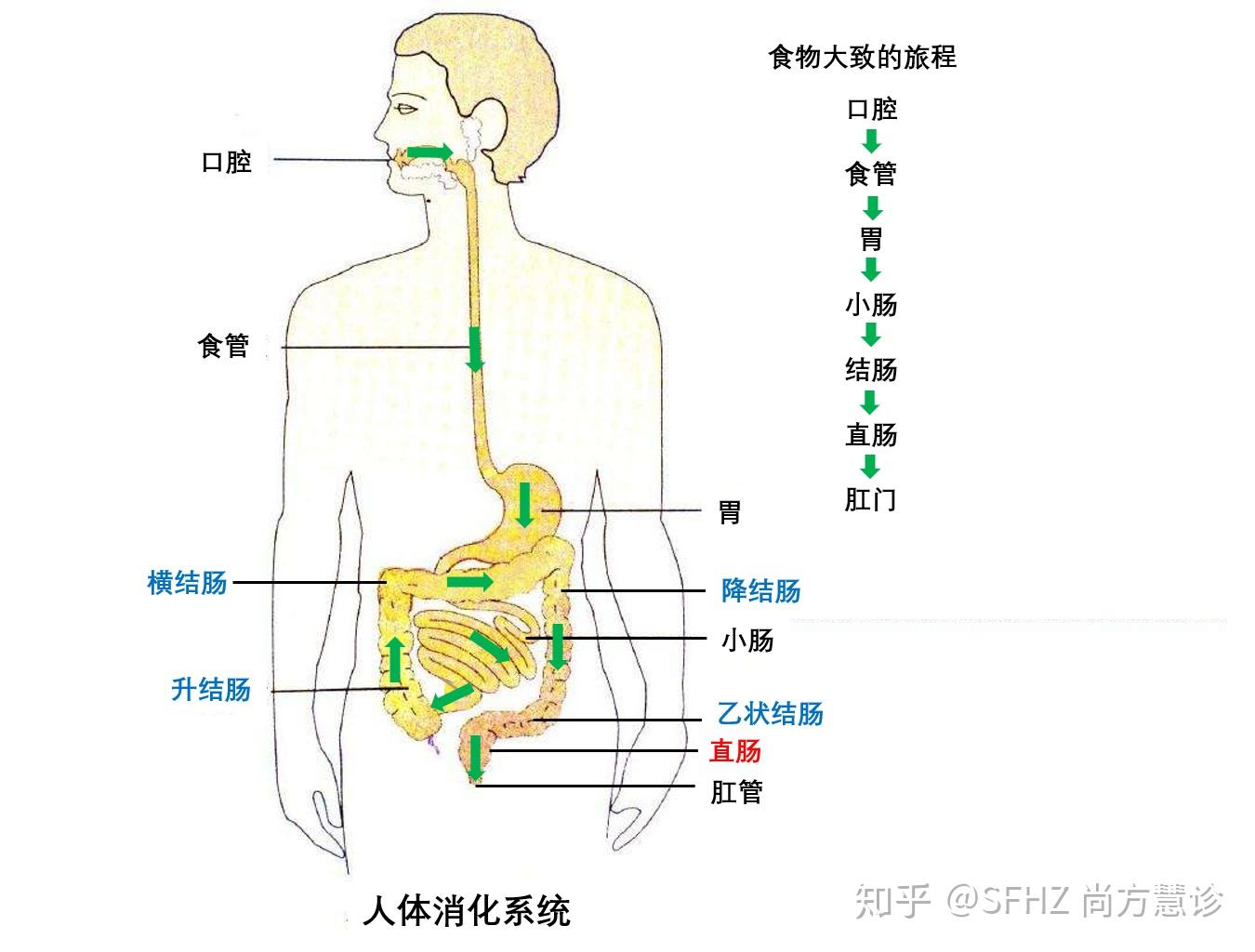 图3-15 胃膈韧带与胃裸区(横断面)-外科学-医学