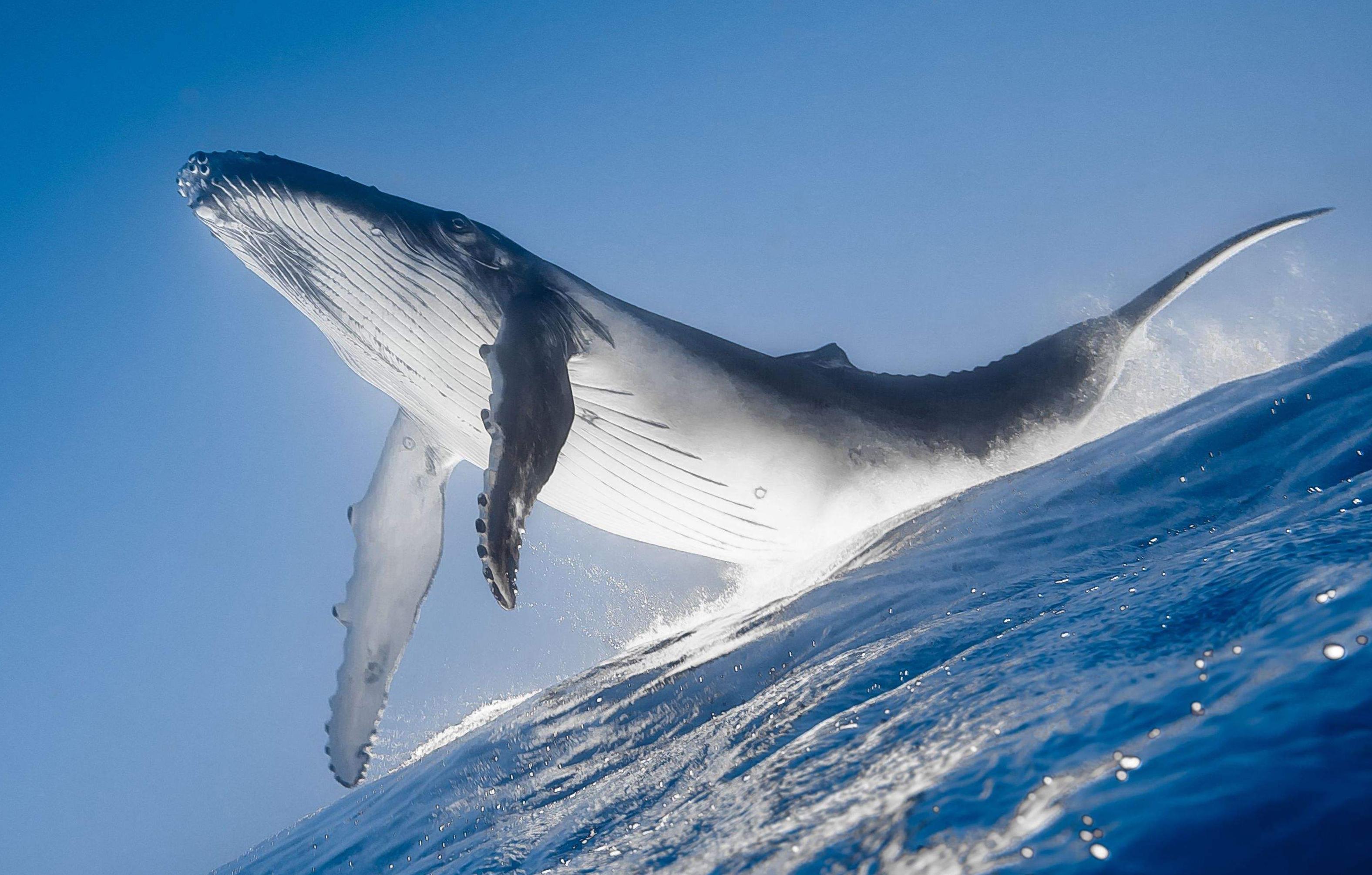 鲸鱼壁纸唯美 震撼图片