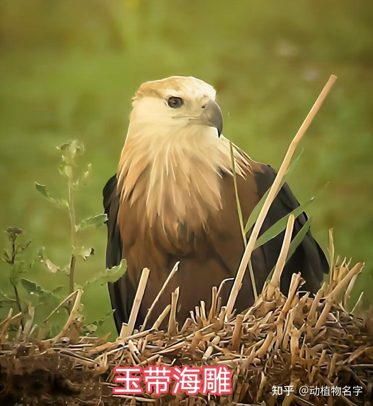 95图带您了解鹰科的鸟类，浅谈雕、鵟、鹰三类天空猛禽的区别 - 知乎