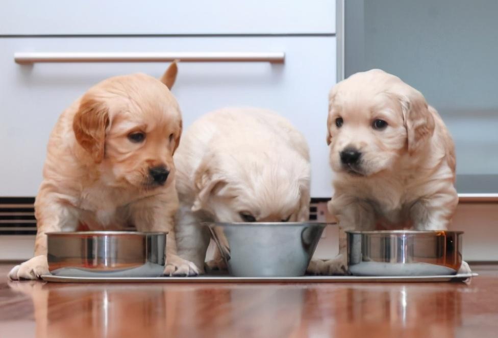 狗粮是根据狗狗科学定制的,可以满足狗狗体内的营养所需.