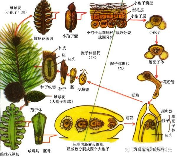 卷柏孢子叶球手绘图图片